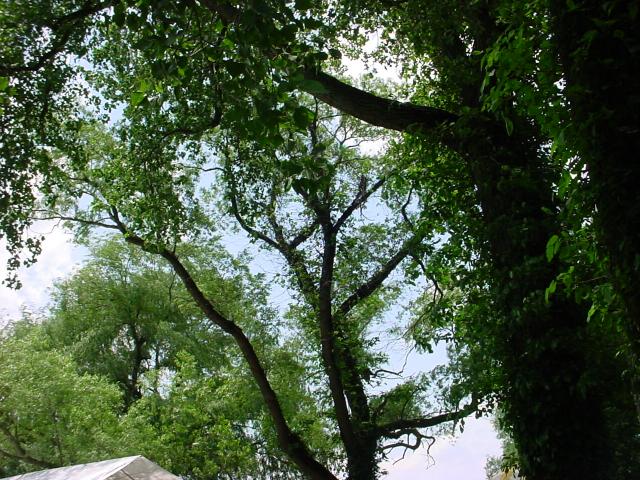 Hudson River Clearwater Revival: Trees and Skies