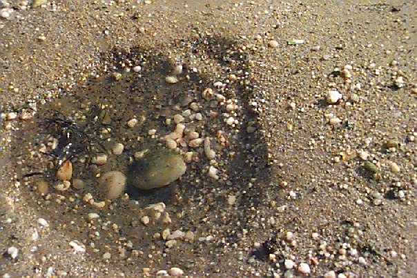 Huntington Beach, NY: Beach Scenes