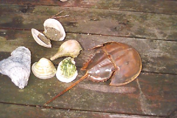 Huntington Beach, NY: Leaf Cycles